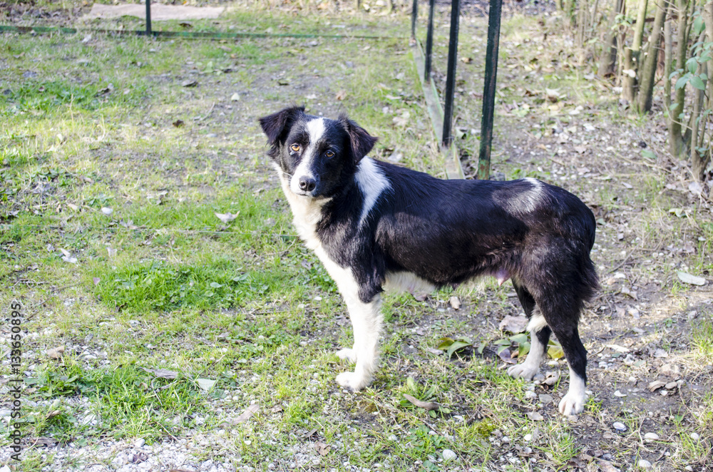 Black female dog with white spots on green grass