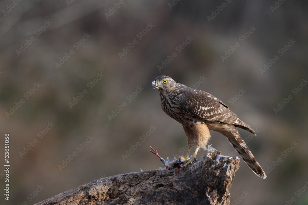 Fototapeta premium Eurasian goshawk