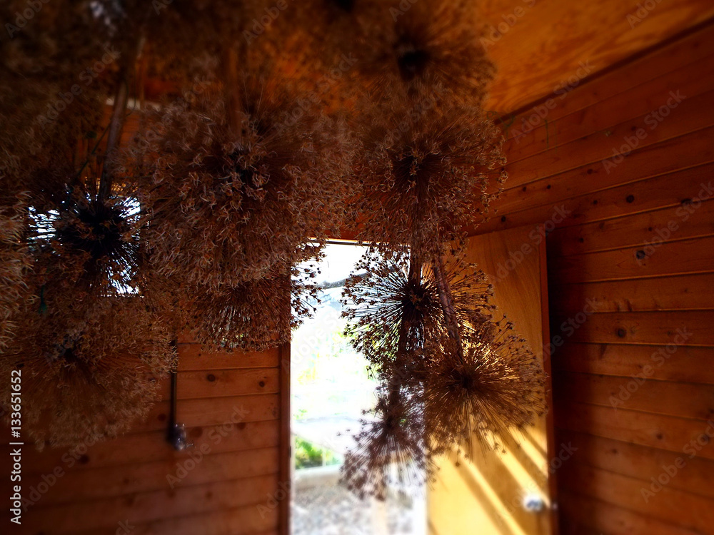 dried flowers hanging upside down from ceiling of knotty pine board
