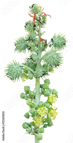 Castor beans and flowers