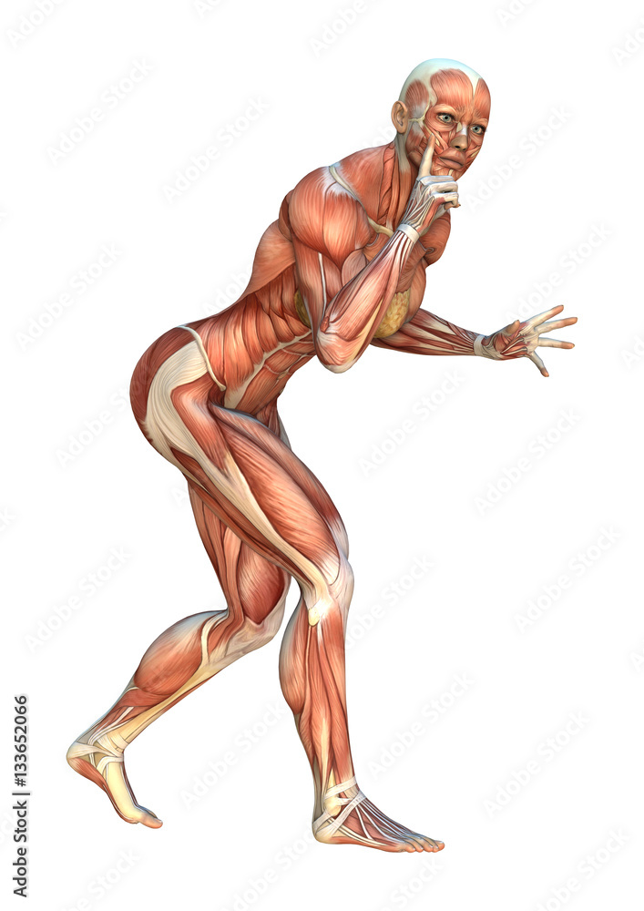 3D Rendering Muscle Maps 3D Rendering Muscle Maps