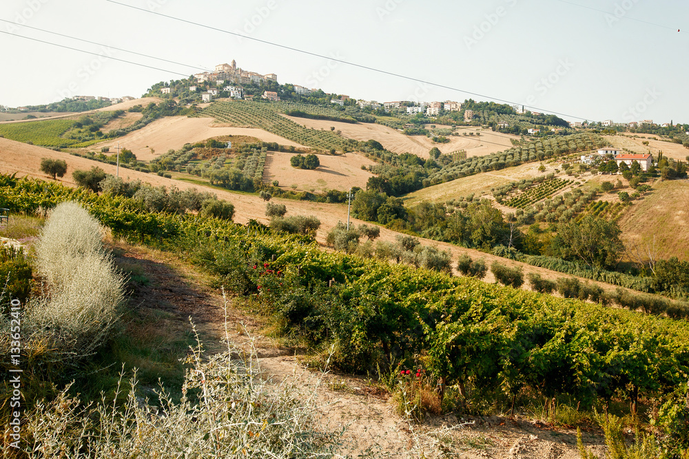 Fields, trees and bushes on geen Italian hills