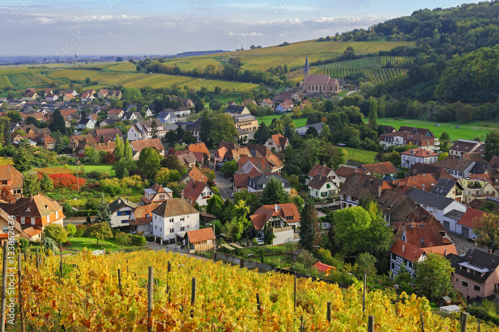 The yellow vines in the vicinity of Andlau village in autumn, Alsace, France