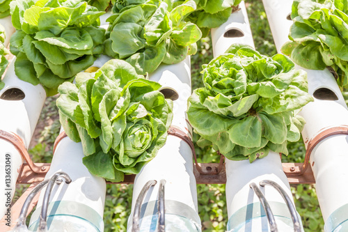 Dried up vegetable in outdoor hydroponic garden farm from burnin photo