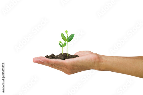 Man hand holding young green sprout isolated on white background