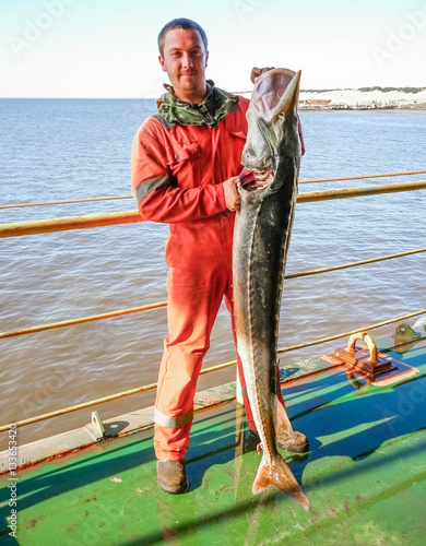 Male sturgeon on the deck. Catching sturgeon and beluga photo