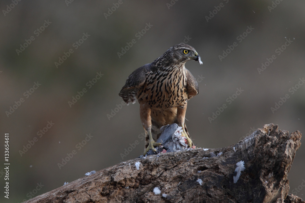 Fototapeta premium Eurasian goshawk