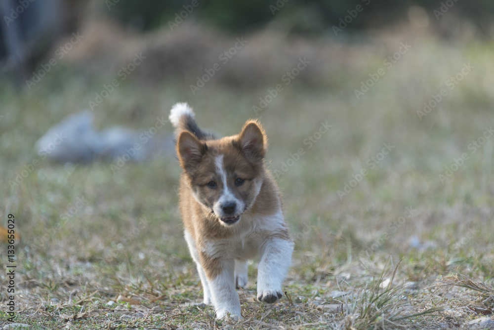 Puppies dog are playing in the grass with warm sunlight . Puppies dog are playing in the grass with warm sunlight .