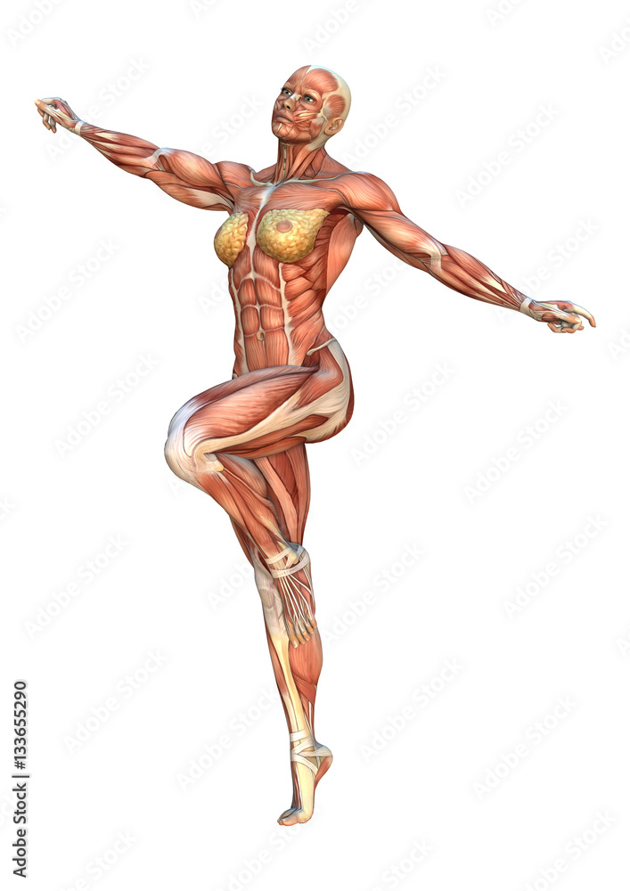3D Rendering Female Anatomy Figure on White 3D Rendering Female Anatomy Figure on White