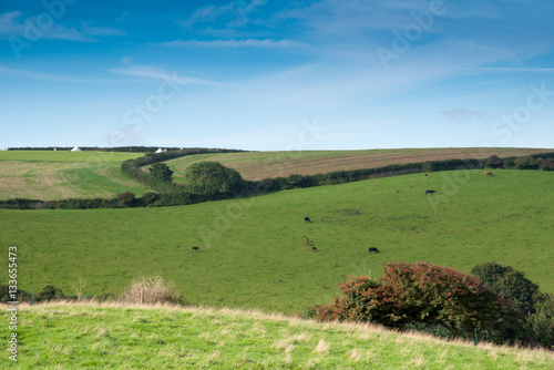 Cornish landscape with fields and meadows and a flock of cows near Port Isaac.