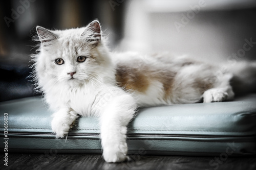 Fototapeta Naklejka Na Ścianę i Meble -  cat lay on the couch with dramatic tone