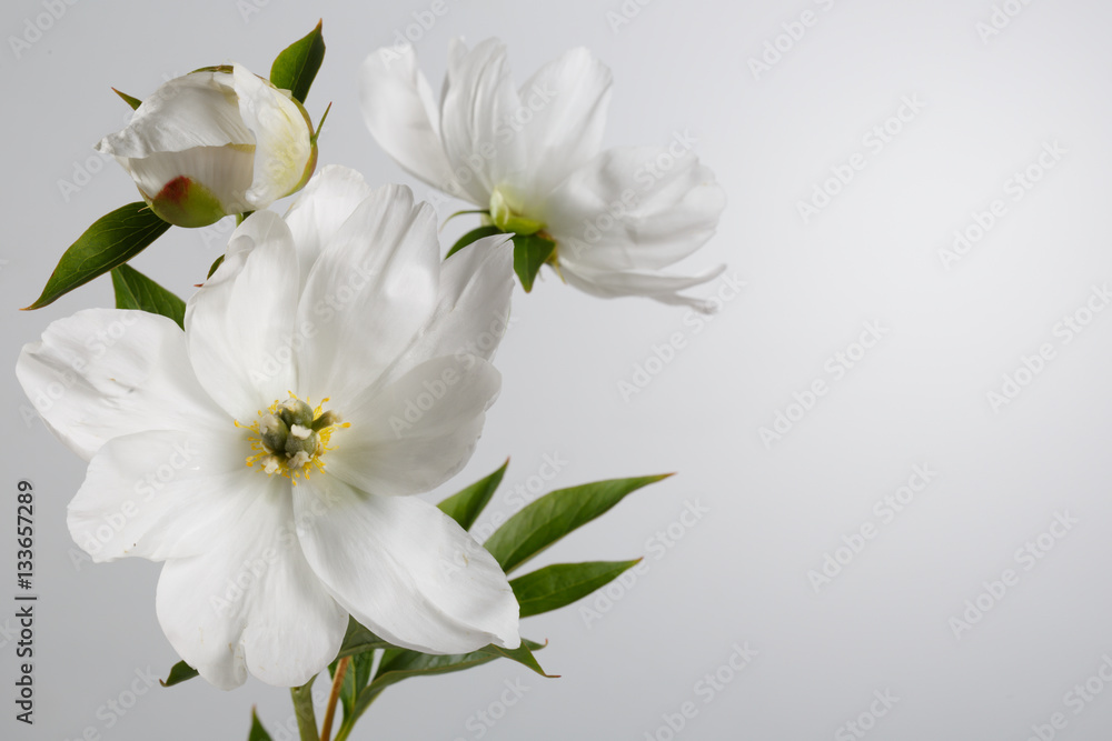 The flowers are not terry white peony isolated on gray background.