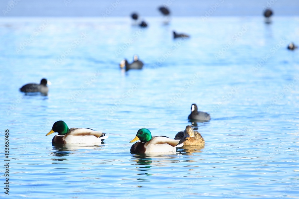 Naklejka premium Ducks on water