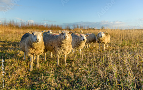Staring white mature sheep in winter coat curiously looking at the photographer