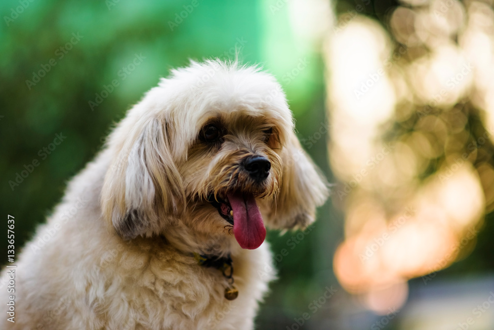 Shih Tzu Dog with bokeh