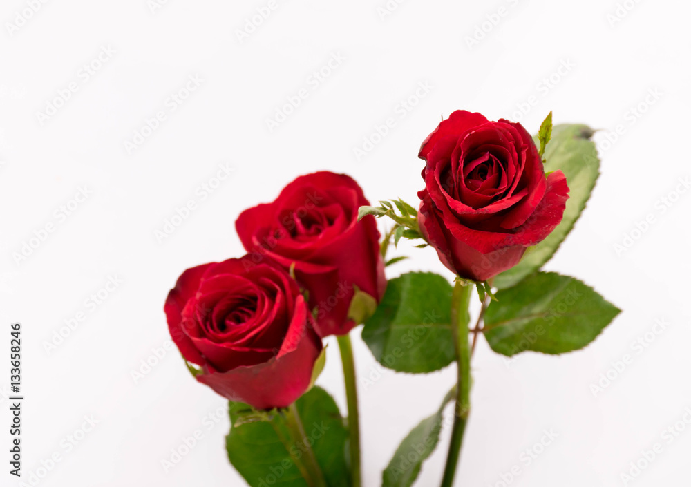 roses for your lover, valentine day roses for your lover, valentine day
