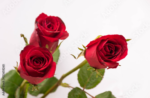 Fototapeta Naklejka Na Ścianę i Meble -  roses for your lover, valentine day