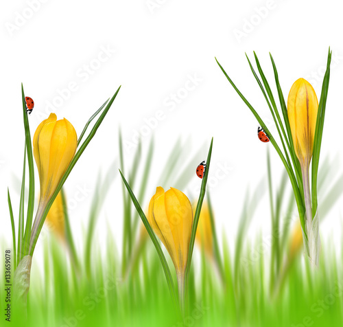 Spring flowers of yellow crocus with ladybugs on white background.