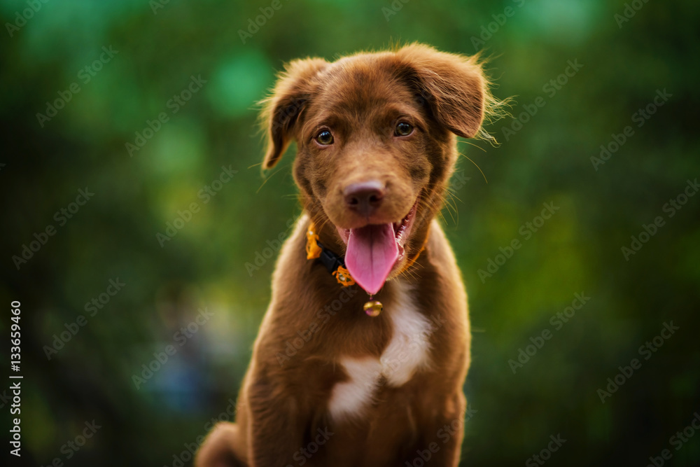 Portrait of brown Labrador retriever Portrait of brown Labrador retriever