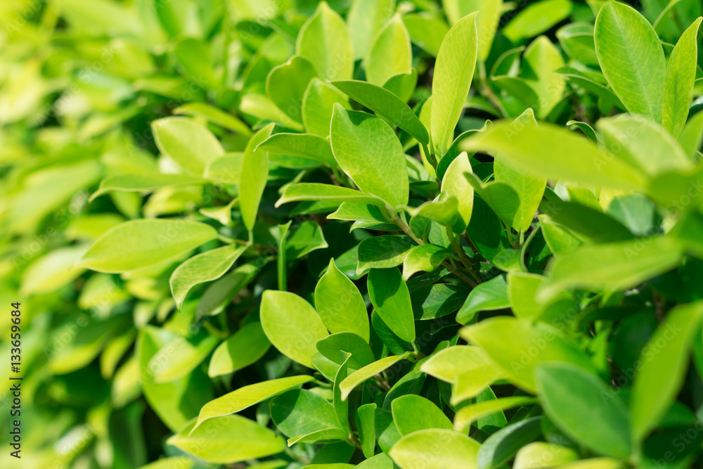 background of leaves green bush background of leaves green bush