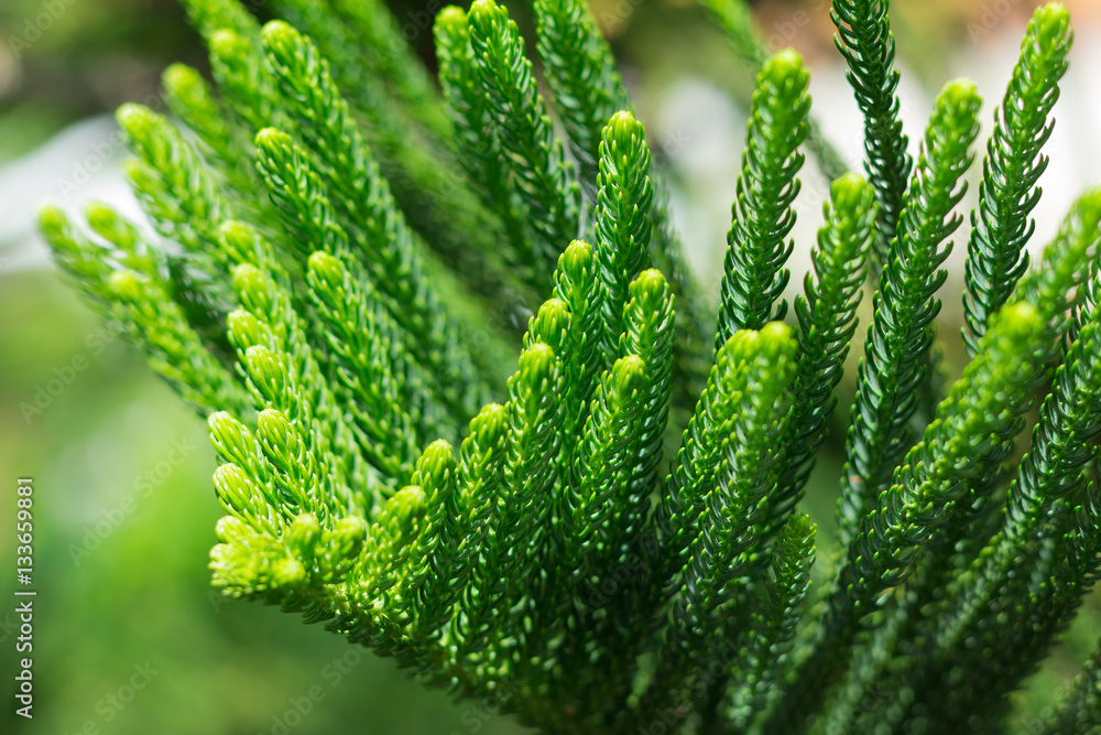 Norfolk Island Pine Tree (soft focus) Norfolk Island Pine Tree (soft focus)