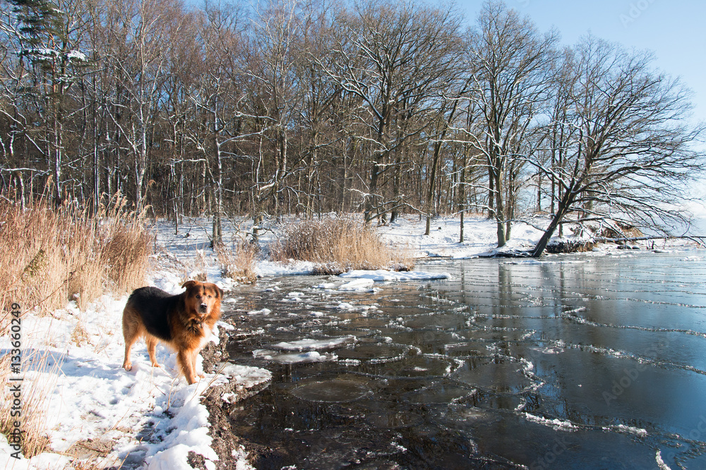 Hund im Winter steht im Schnee an der mit Eis bedeckten Ostsee -Insel Rügen