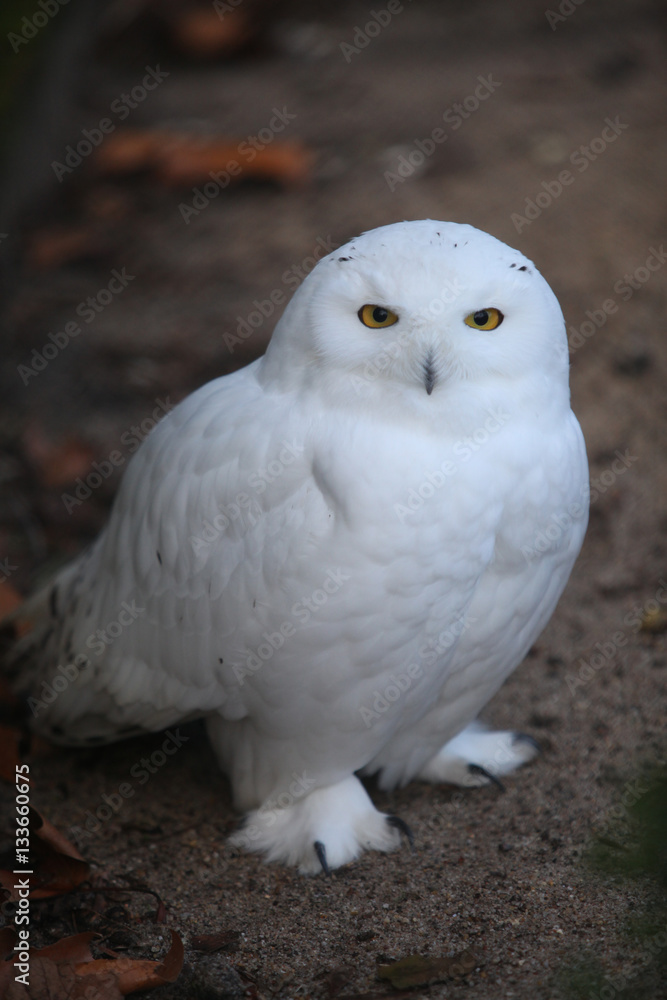 Beautiful white snow owl