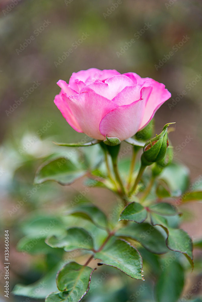 Pink rose flowers with background blurred Pink rose flowers with background blurred