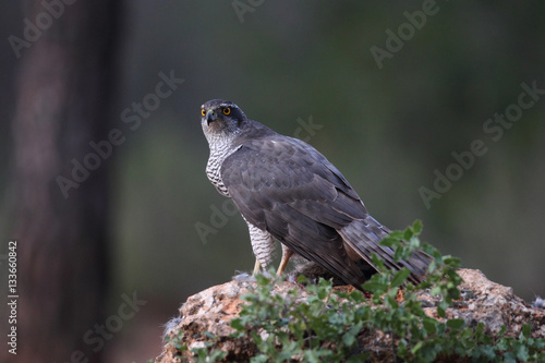 Eurasian Goshawk