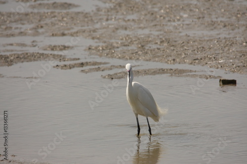 Aigrette garzette