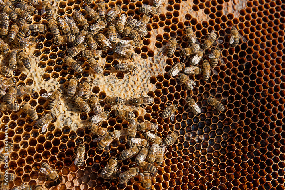 Working bees on the yellow honeycomb with sweet honey. Working bees on the yellow honeycomb with sweet honey.