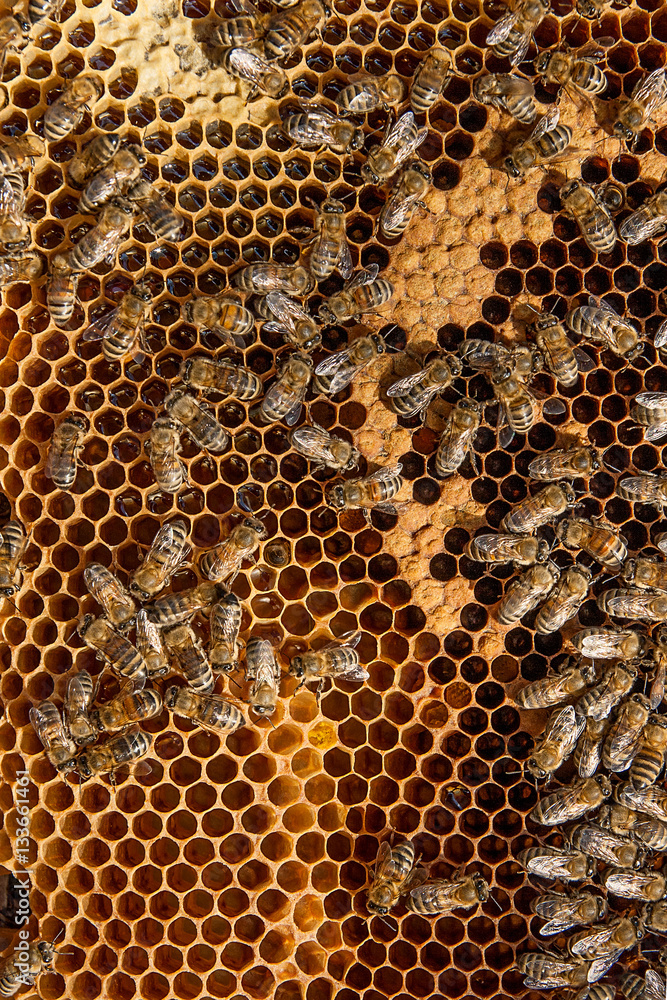 Busy bees inside hive with sealed cells for their young. Busy bees inside hive with sealed cells for their young.