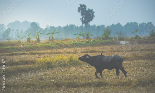 Buffalo in rice paddies in ...