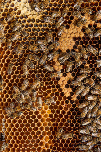 Busy bees inside hive with sealed cells for their young.