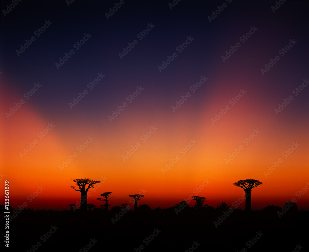 Baobab avenue - Morondava - Madagascar Baobab avenue - Morondava - Madagascar
