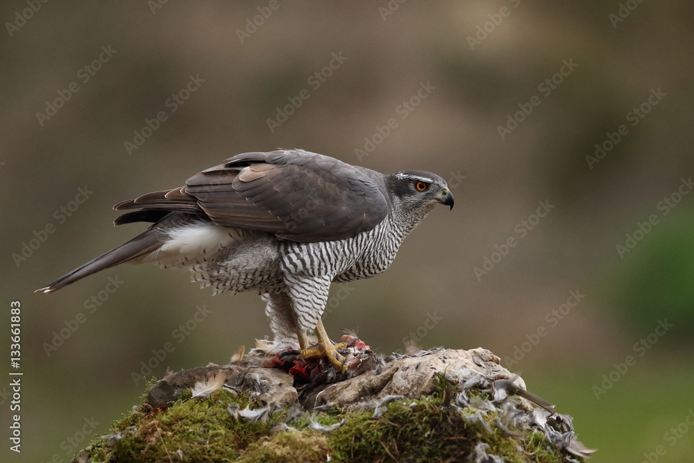 Obraz premium Eurasian Goshawk
