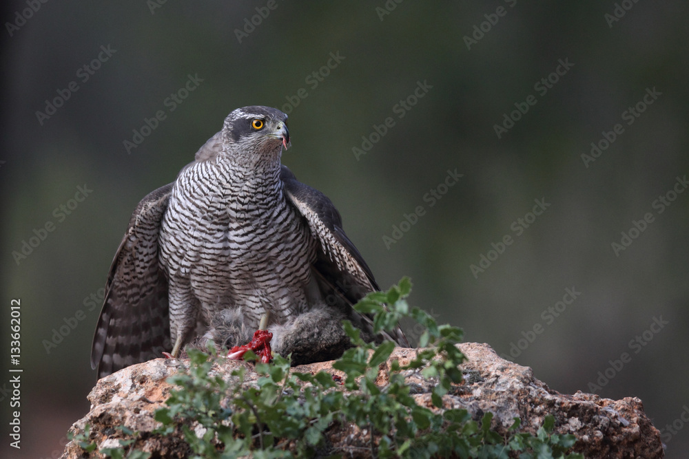 Fototapeta premium Eurasian Goshawk