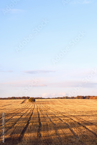 Fototapeta Naklejka Na Ścianę i Meble -  Newly cut autumn wheat field in a village in Moldova at sunset, golden forest