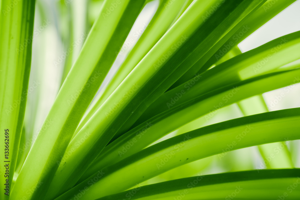 Closeup macro of green leaf in rain forest show textured of the Closeup macro of green leaf in rain forest show textured of the