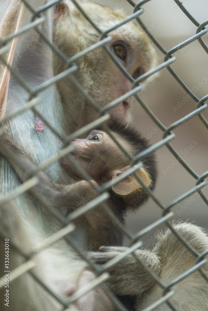 Naklejka premium monkey in cage