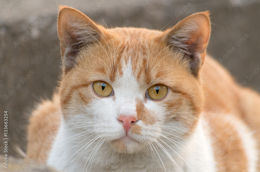 Red tabby cat facing front