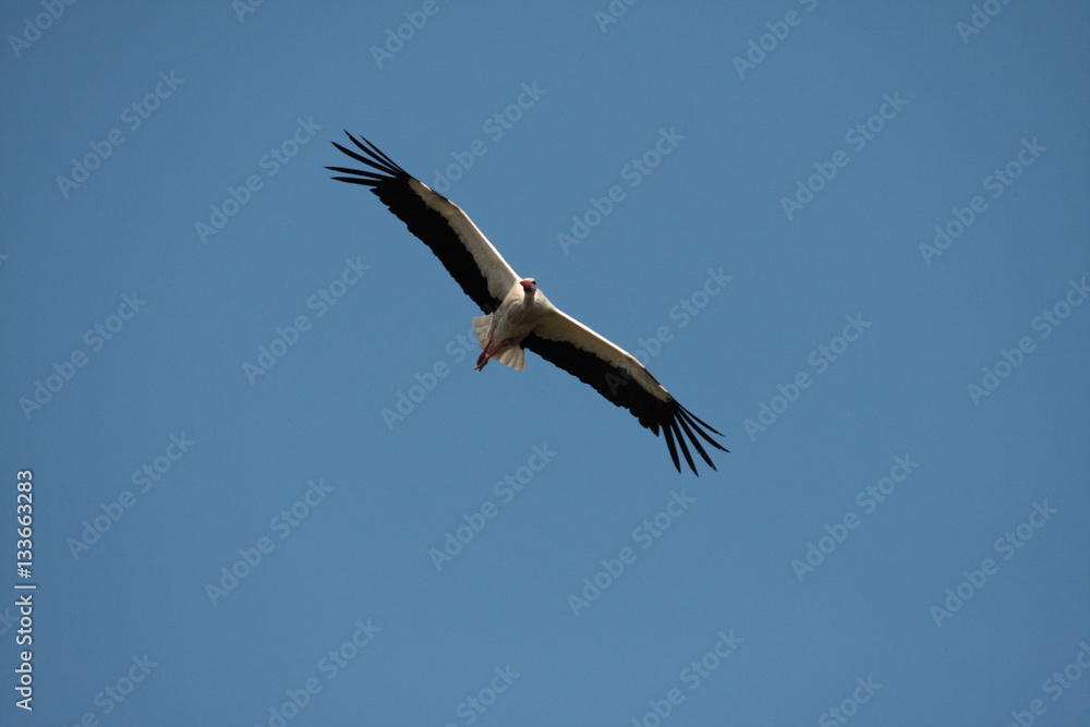 Fototapeta premium Vol de Cigogne