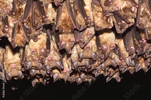 Groups of sleeping bats in cave