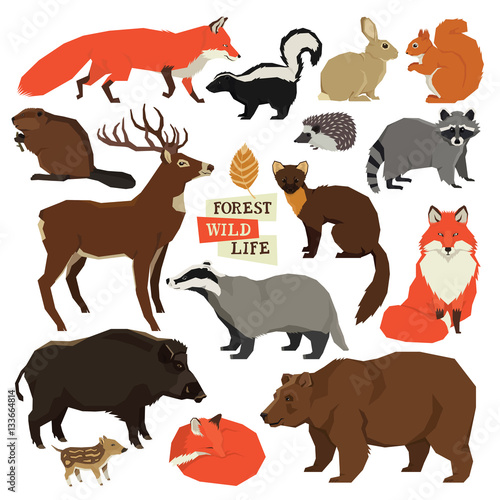 Forest Wild Life Isolated animals set
