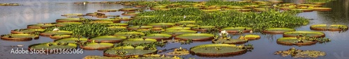 Panorama Victoria Amazonica,water lilies, Pantanal, Brazil