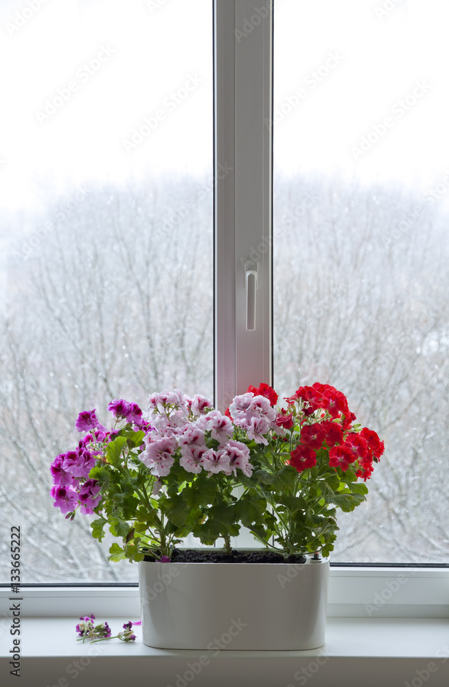 .Flowers in pot stand at the window. Winter outside the window