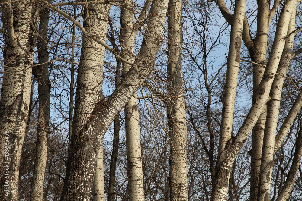Fototapeta premium Стволы деревьев тополей в весенний солнечный день на фоне голубого неба.