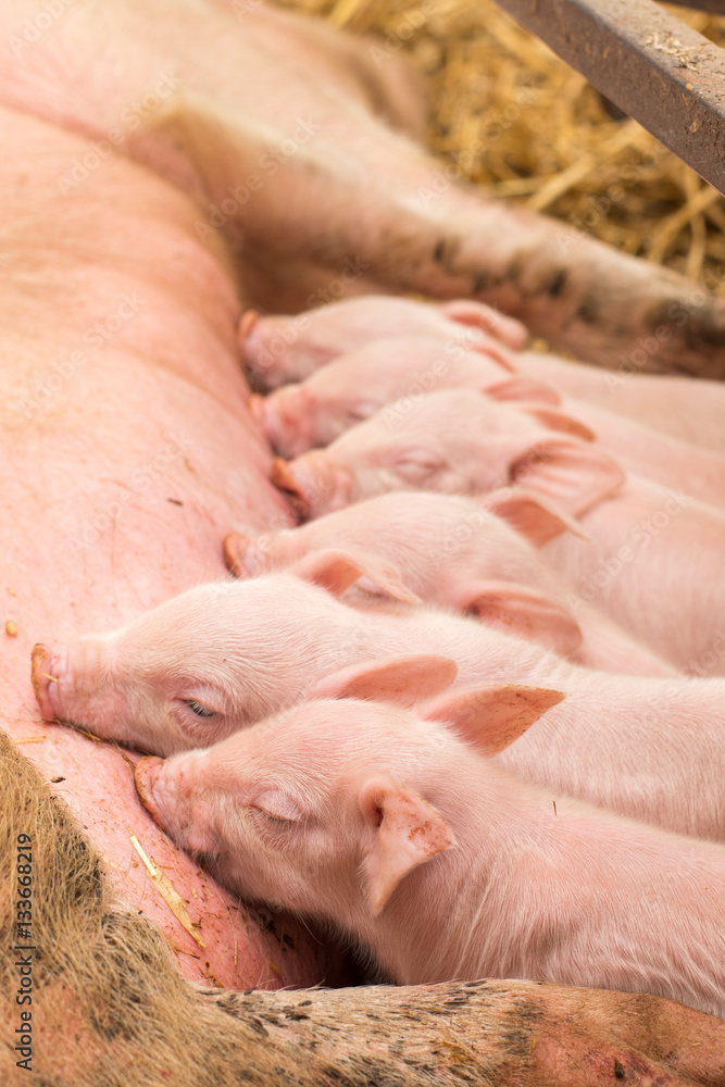 Newborn piglets suckling the sow's milk Newborn piglets suckling the sow's milk