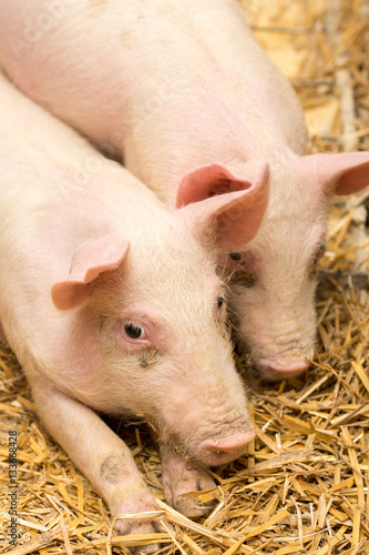 Two piglets laying on the hay © zlajaphoto