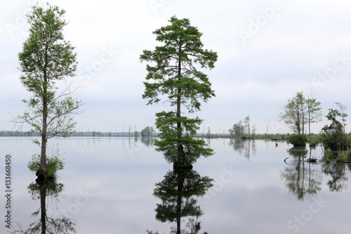 View of Lake Drummond in Dismal Swamp photo